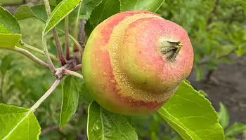 misshaped apple fruit from frost damage on tree limb