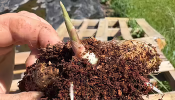 pre-sprouted ginger rhizome with shoot and roots visible