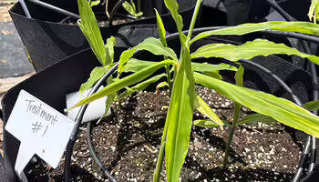 ginger plants growing in a black pot