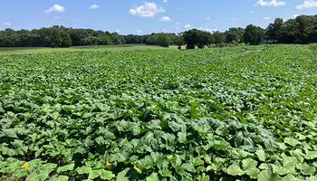field of health dark green pumpkin plants