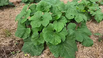 pumpkin plant with many large green leaves