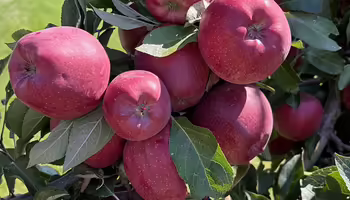 lots of red apples hanging on limbs of tree