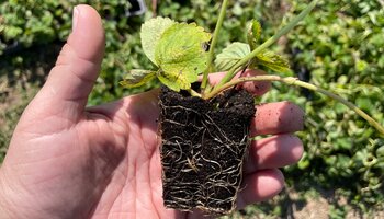 person holding a new strawberry plant growing in a soil plug