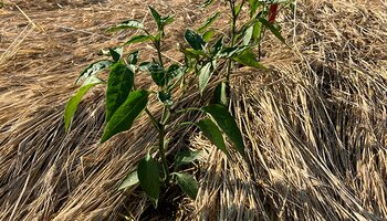 green peppers transplanted into brown dead cereal rye mulch