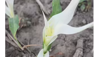 white bleached out leaves on sweet corn seedling