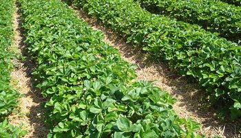 rows of green strawberry plants in a field