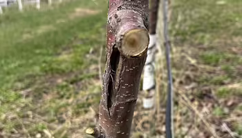 A small diameter apple trunk with a vertical split in the bark from winter damage