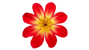 a red and yellow dahlia