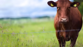 Brown cow in field