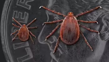 Two longhorned ticks on a dime. The smaller of the two ticks on the left, was a nymph. The larger tick was an adult female.