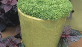A pot holding green moss