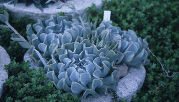 blue green succulents with green leaves 