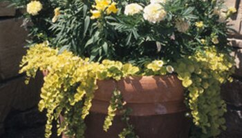a large pot with yellow flowers