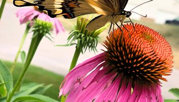 a tiger swallowtail sits on an echinacea