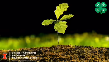 An oak tree planting growing out of the ground 