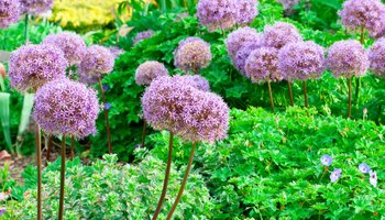 purple-headed alliums stand above green groundcovers