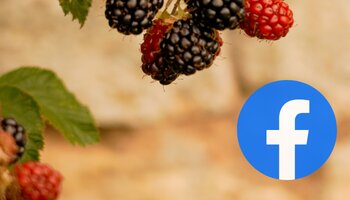 berries growing against a sandy color background and the facebook symbol