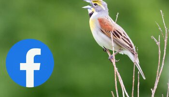 a bird standing on twigs against a green background with the blue facebook logo