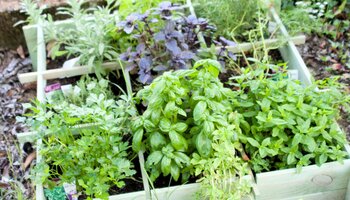 Herbs grow in a raised bed that is split into 9 sections