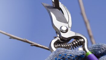 Bypass pruners around a thin limb with a clear blue sky background