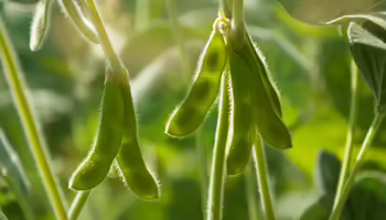Downloaded Young green pods of varietal soybeans on a plant stem in a soybean field in the morning during the active growth of crops in the sun. 