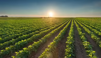 a field of soybeans 