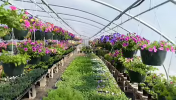 Greenhouse filled with pink and purple hanging baskets