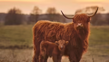 A highland cow stands with her calf in a field. 