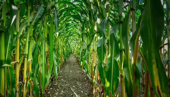 Cornfield
