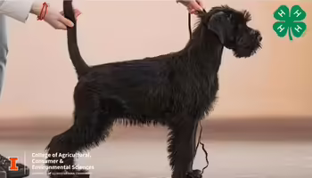 4-H logo with Black dog training