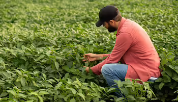 Man bending down in soybean field