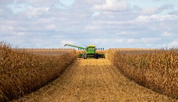 A combine harvester is moving away from the photographer, harvesting rows of golden stalked corn.