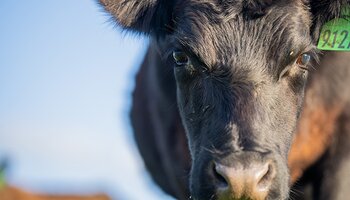 A close-up portrait of the face of a black cow looking straight at the camera. The sunlight is coming in gently from the right of the photo.