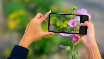A person holding a phone up to identify a purple flower 