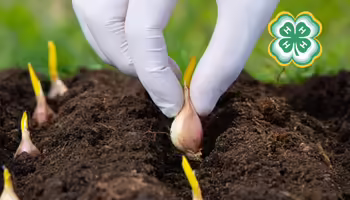 A person planting a garlic bulb 