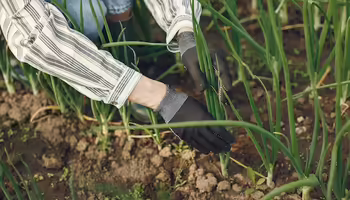 Photo of a gardener harvesting onions. 