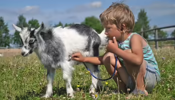 A boy with a baby goat 