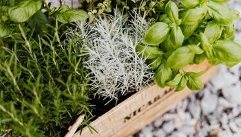 Various herbs in a wood box.