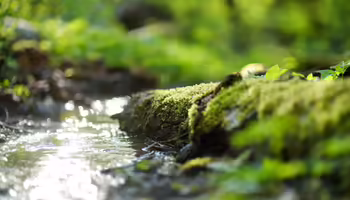 The first of 6 Nature Explorers meetings is March 24 at Franklin Creek State Natural Area.