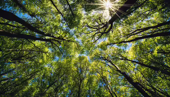 A forest of Oak trees 