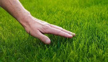 A hand reaching down to touch lush, green grass