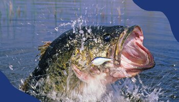 Large Mouth Bass jumping from water.