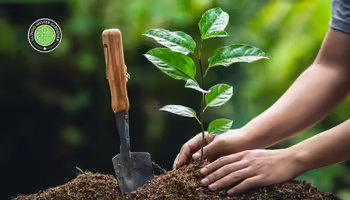 Planting a young sapling tree