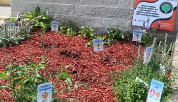 Sensory garden plants