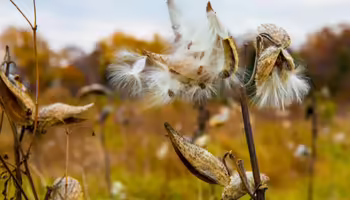 An open milkweed pod