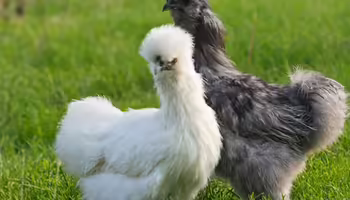Black and White Chickens