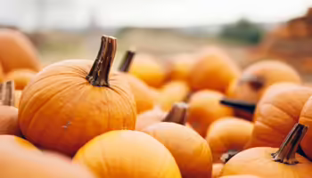 Pumpkins stacked in a pile.