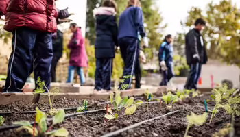 Community members tending to a garden that is just starting to sprout 