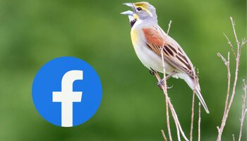 a bird standing on twigs against a green background with the blue facebook logo