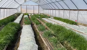 Cover crops in a high tunnel at different stages of growth and termination. 